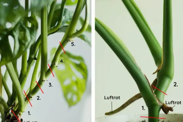 Två bilder visar hur man tar en monstera thai constellation stickling. Röda linjer markerar snitt. Luftrot syns tydligt.