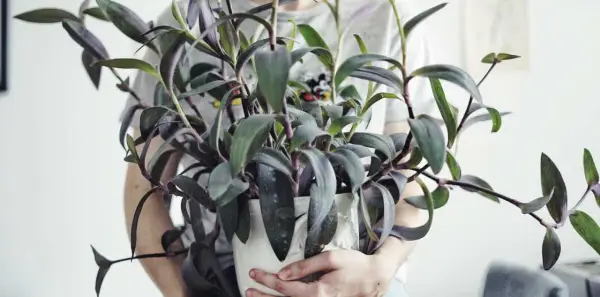 En person håller en krukväxt med mörklila blad, en vacker tradescantia pallida.