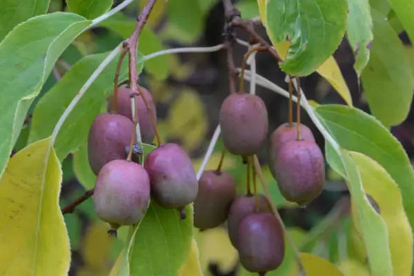 En klase små, lila kiwifrukter hänger från en gren, ett bevis på att det går att odla kiwi i Sverige.